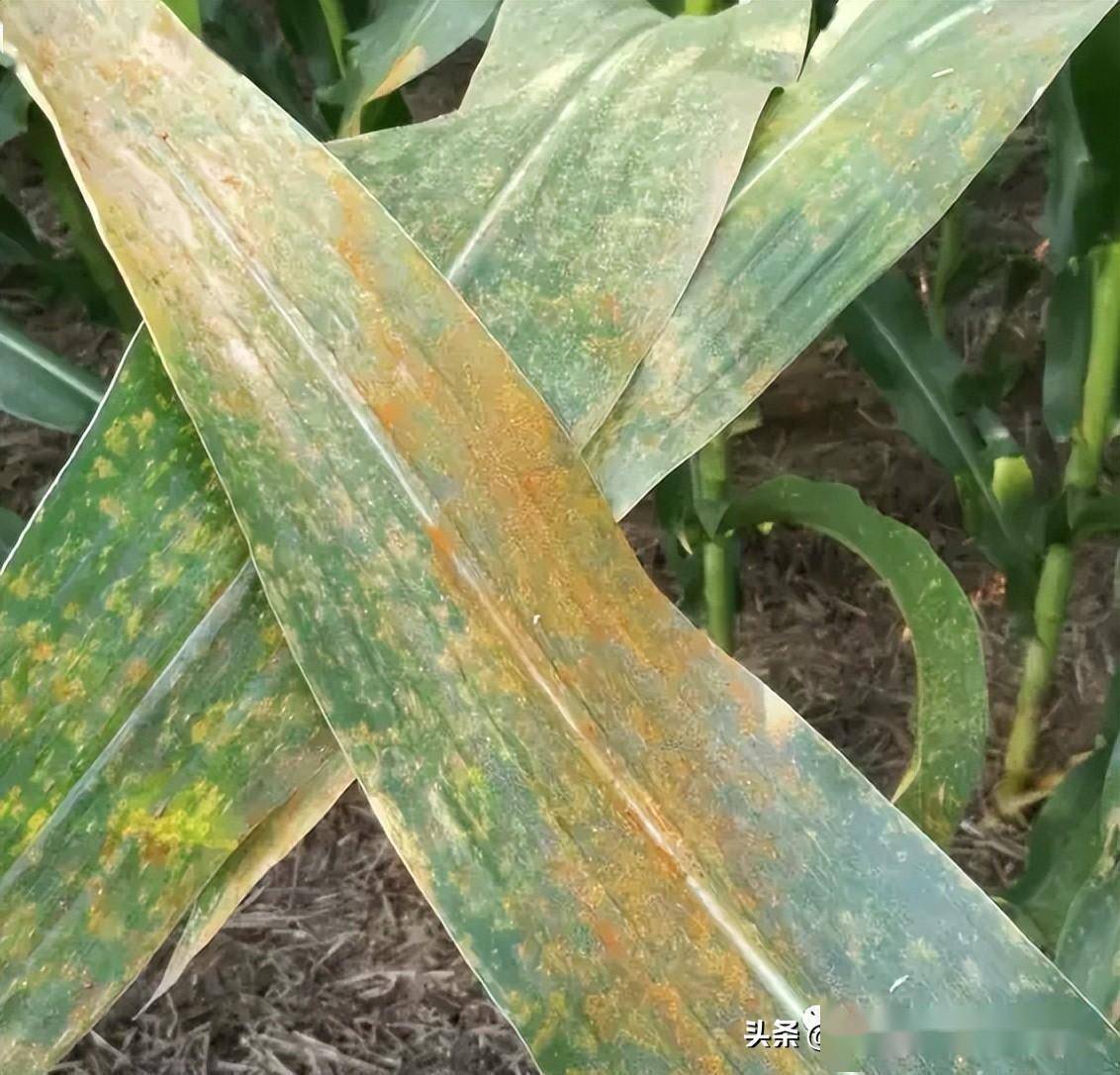包含玉米的主要病害有几种?玉米病害怎么治的词条