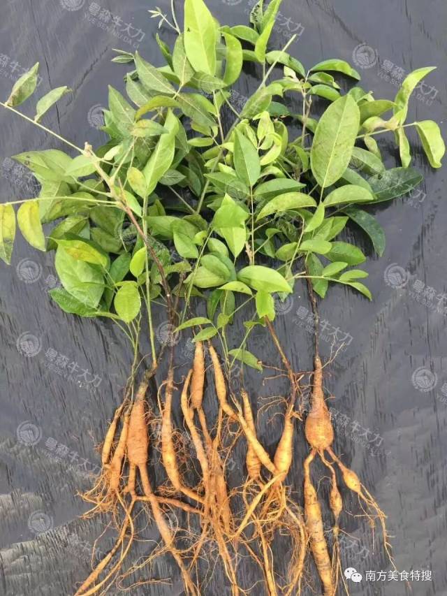 怎样种植牛大力才能长薯(怎样种植牛大力才能长薯叶)