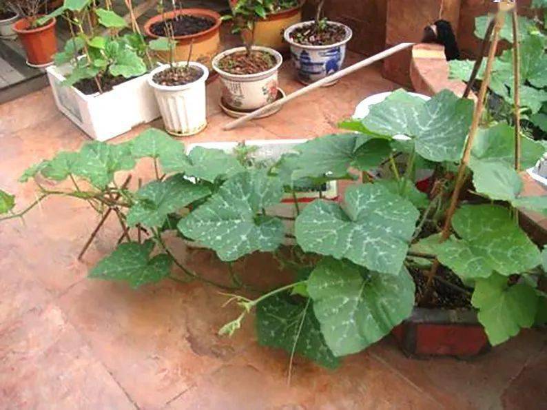 小南瓜怎么种植(小南瓜怎么种植和管理)