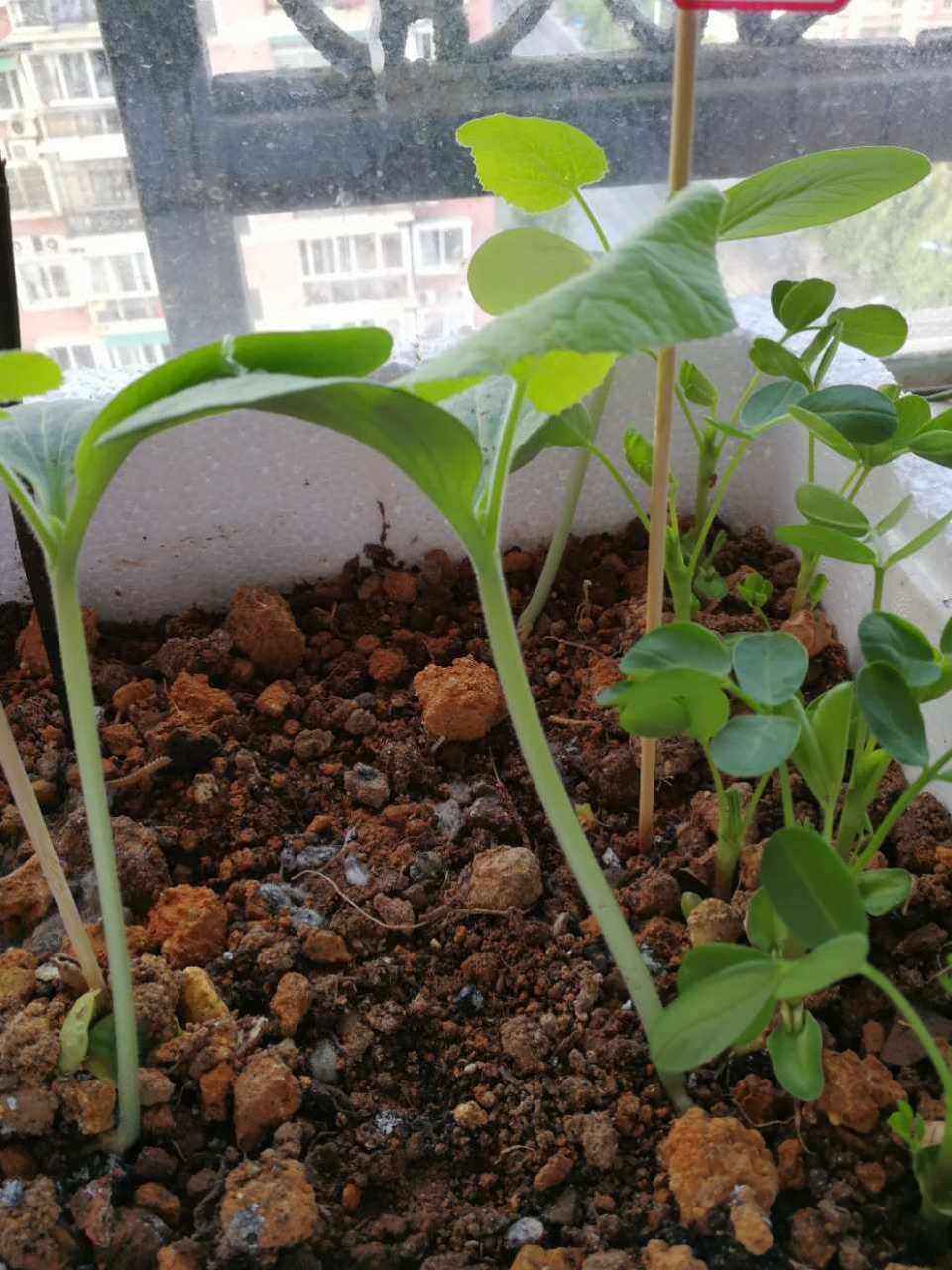 小南瓜怎么种植(小南瓜怎么种植和管理)