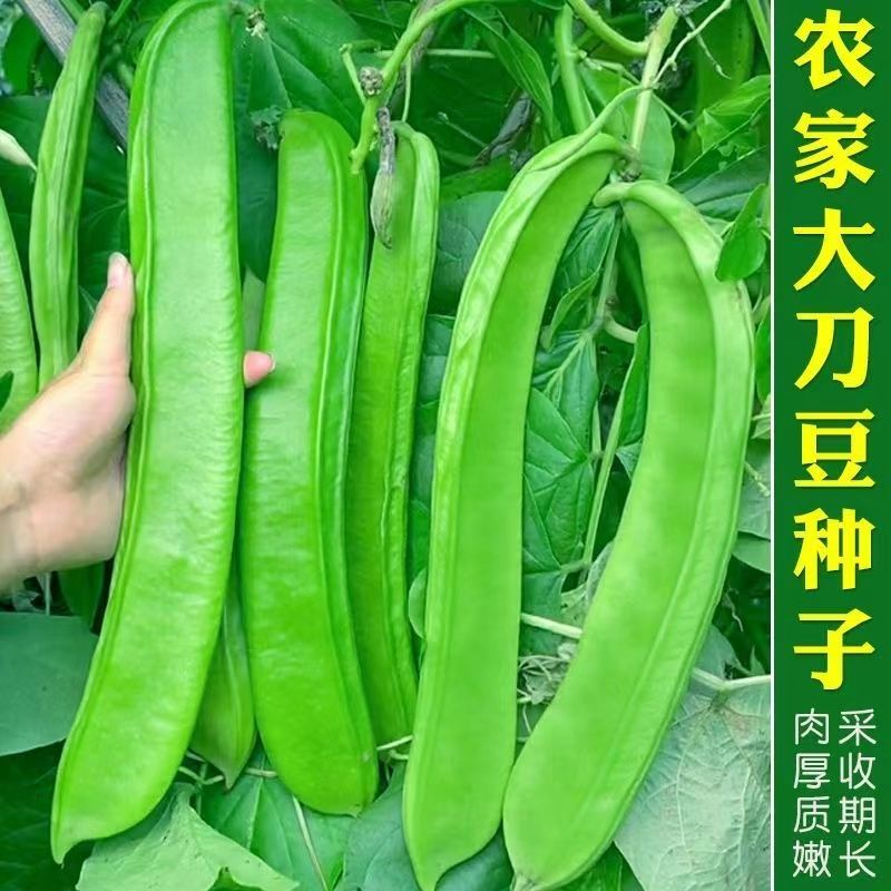 刀豆芸豆(刀豆芸豆哪个贵)