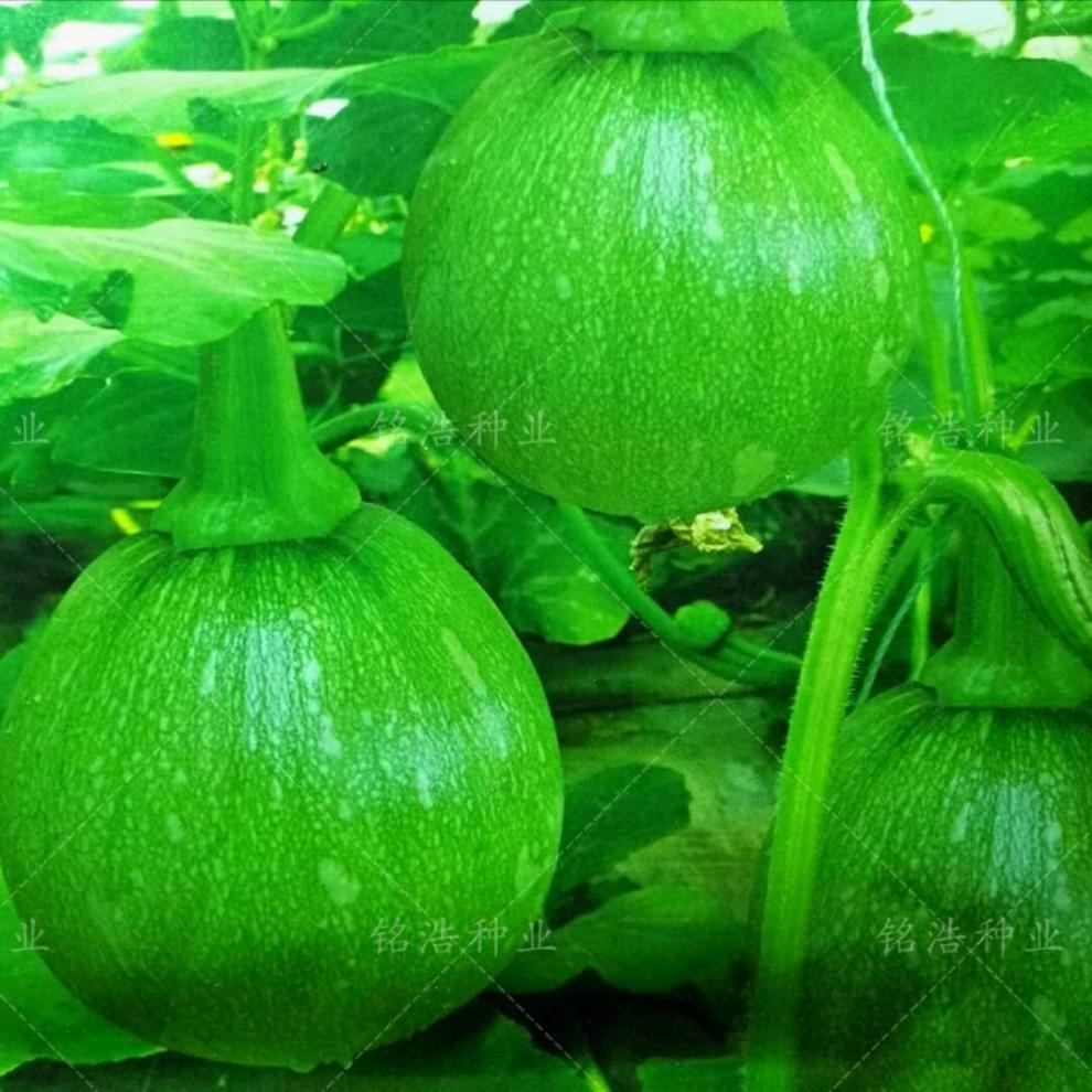 一串铃南瓜高产栽培(一串玲南瓜那个种子好)