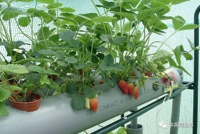什么菜能水培种植?(都什么菜可以水培着吃)