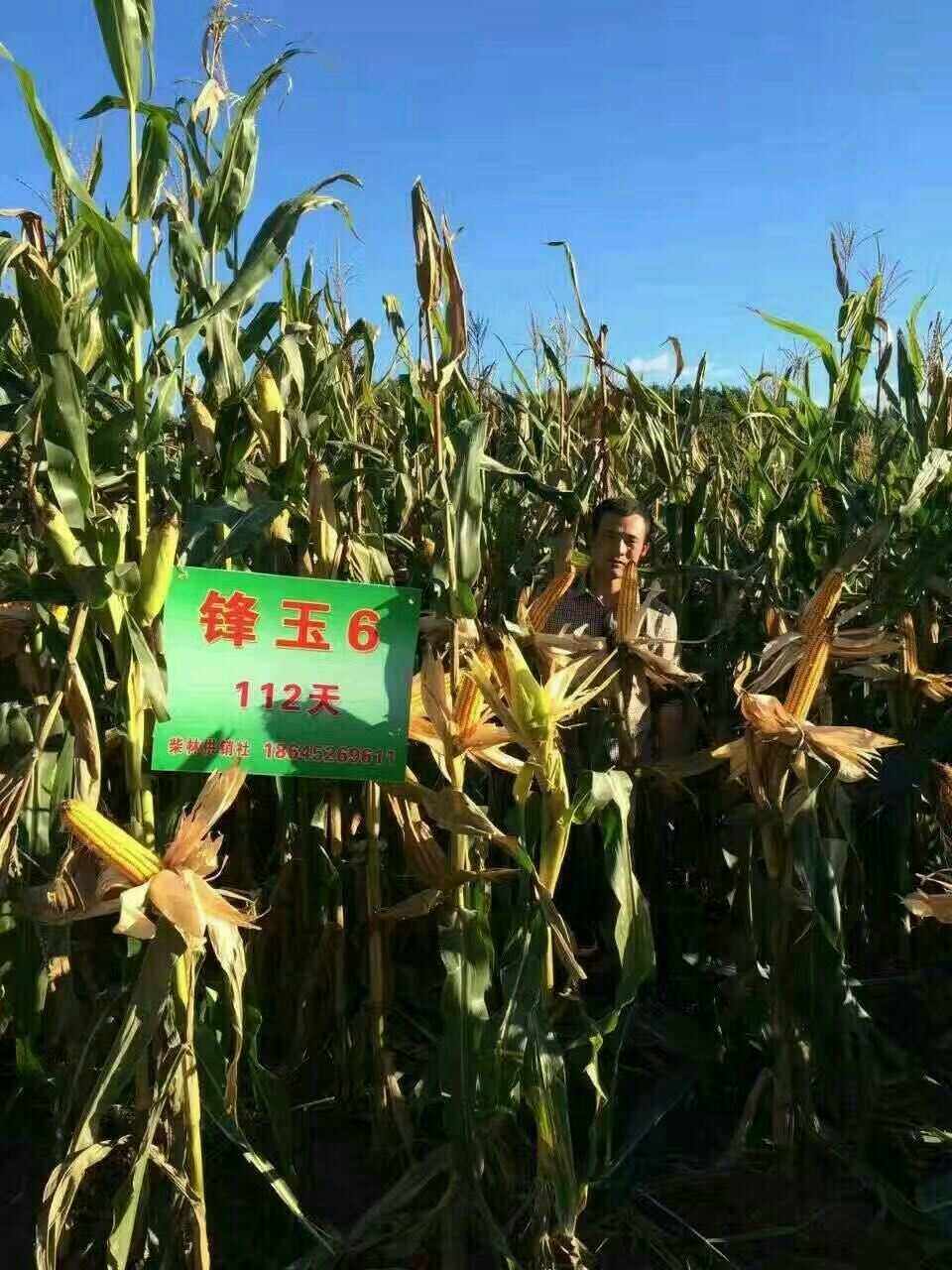 河南南阳种什么玉米种子好(河南南阳种什么玉米种子好呢)