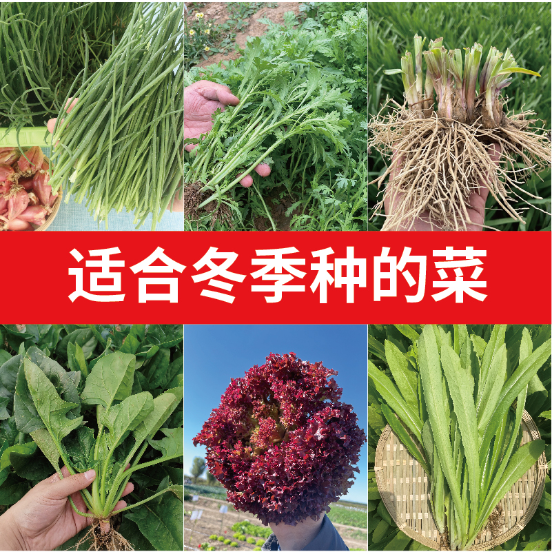 菠菜冬天生长吗(菠菜冬天生长吗北方)