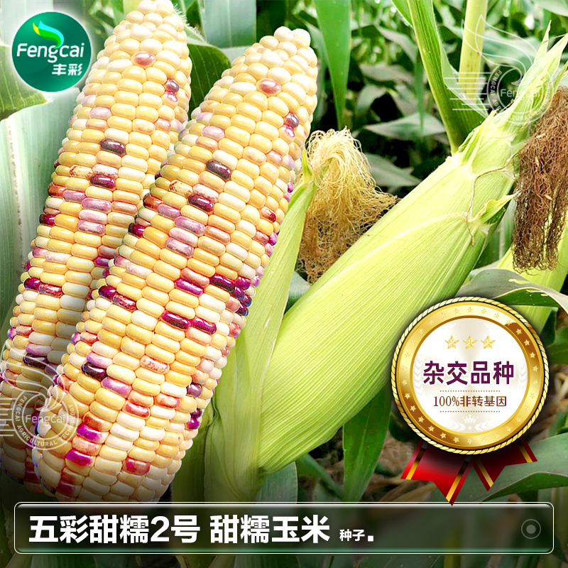 转基因玉米是哪种(转基因玉米是什么样子的)