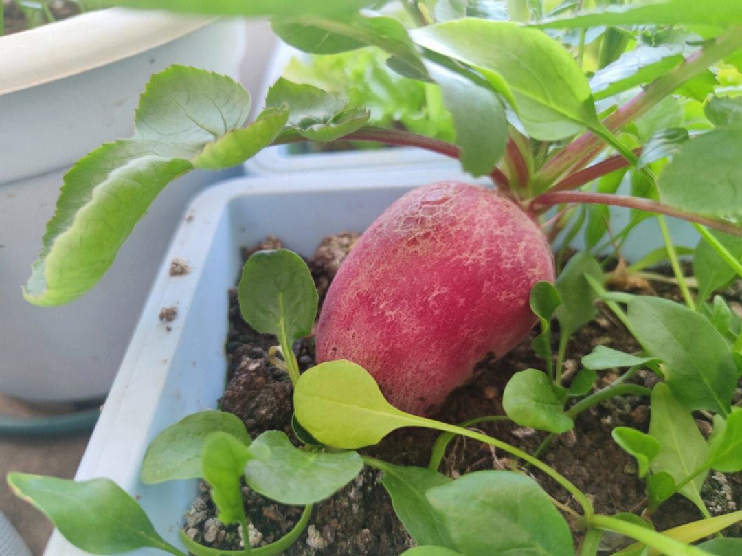 樱桃萝卜种植记录(樱桃萝卜种植记录,实验目标实验日期实验过程)
