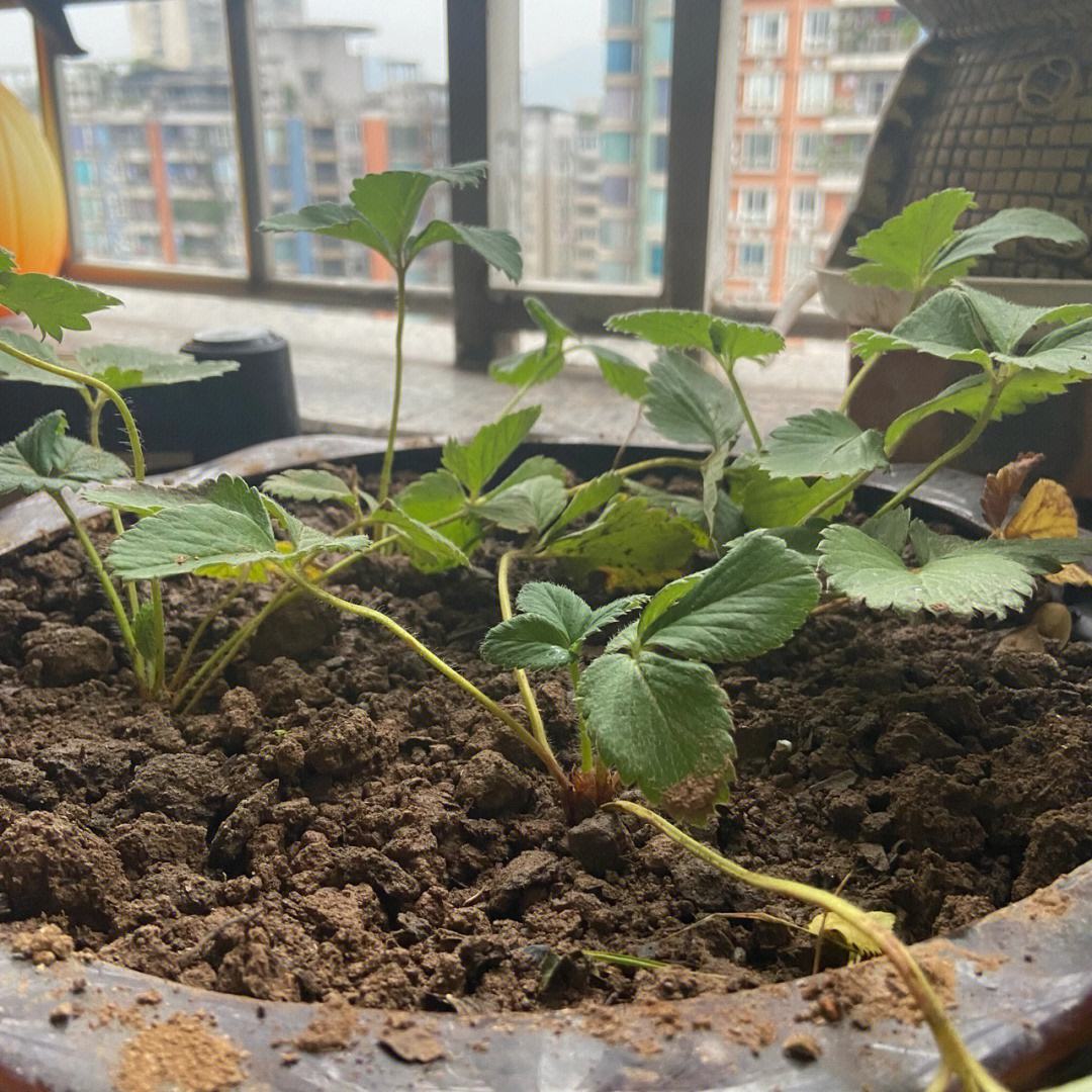 草莓怎么种(草莓怎么种吻痕)