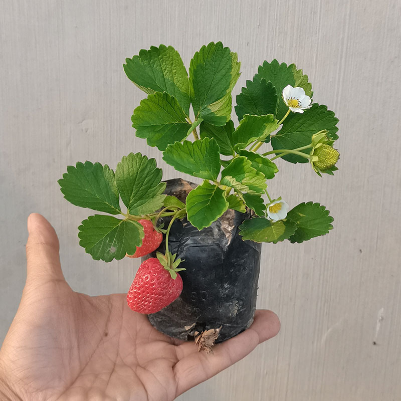 包含草莓用什么土种植最好的词条