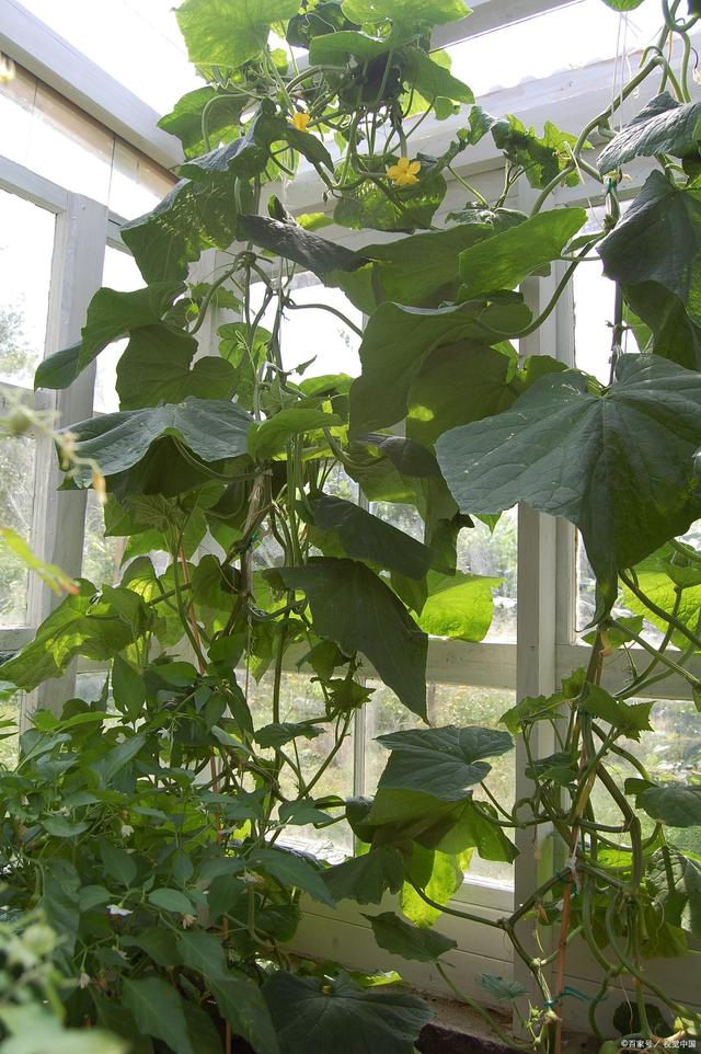 阳台盆栽黄瓜的种植方法(阳台盆栽黄瓜的种植方法视频)