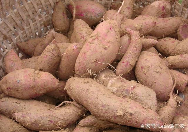 家里种红薯好吗(家里养红薯盆栽好吗风水)