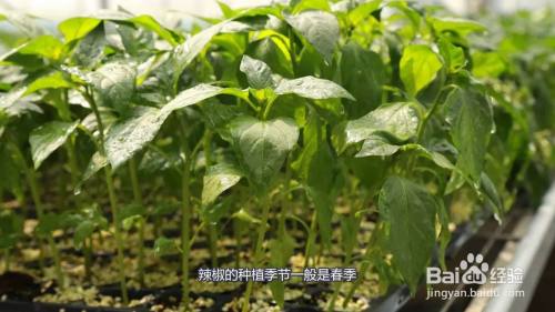 胭脂萝卜种植时间和方法(胭脂萝卜种植时间和方法图)