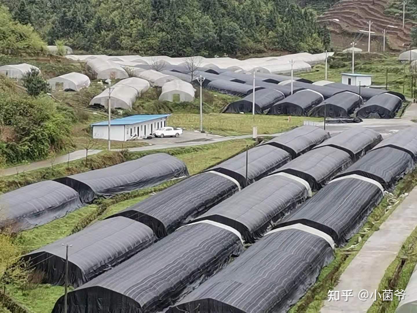 竹荪栽培新技术(竹荪种植技术 高产栽培技术)