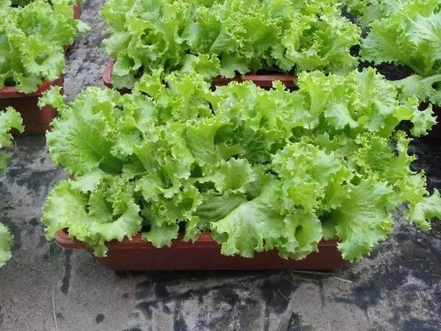 无阳光种植蔬菜(无阳光种植蔬菜有哪些)