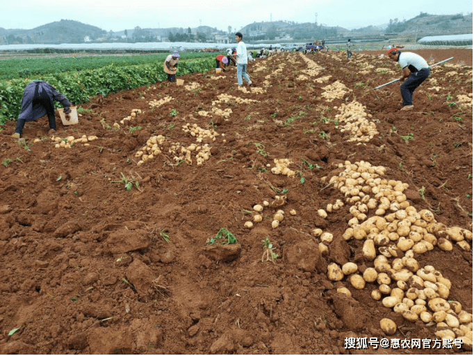 土豆种植多久(土豆种植多久收获)