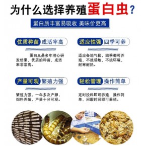 蛋白虫养殖技术与利润怎么样(请问蛋白虫养殖这个项目是真的吗)