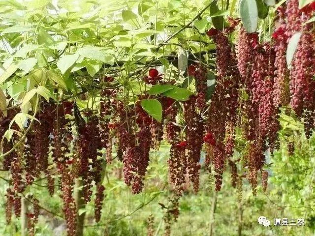 八月瓜适合广东种植吗(八月瓜适合广东种植吗视频)