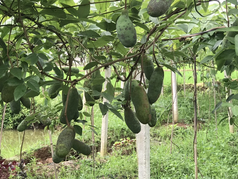 八月瓜适合广东种植吗(八月瓜适合广东种植吗视频)