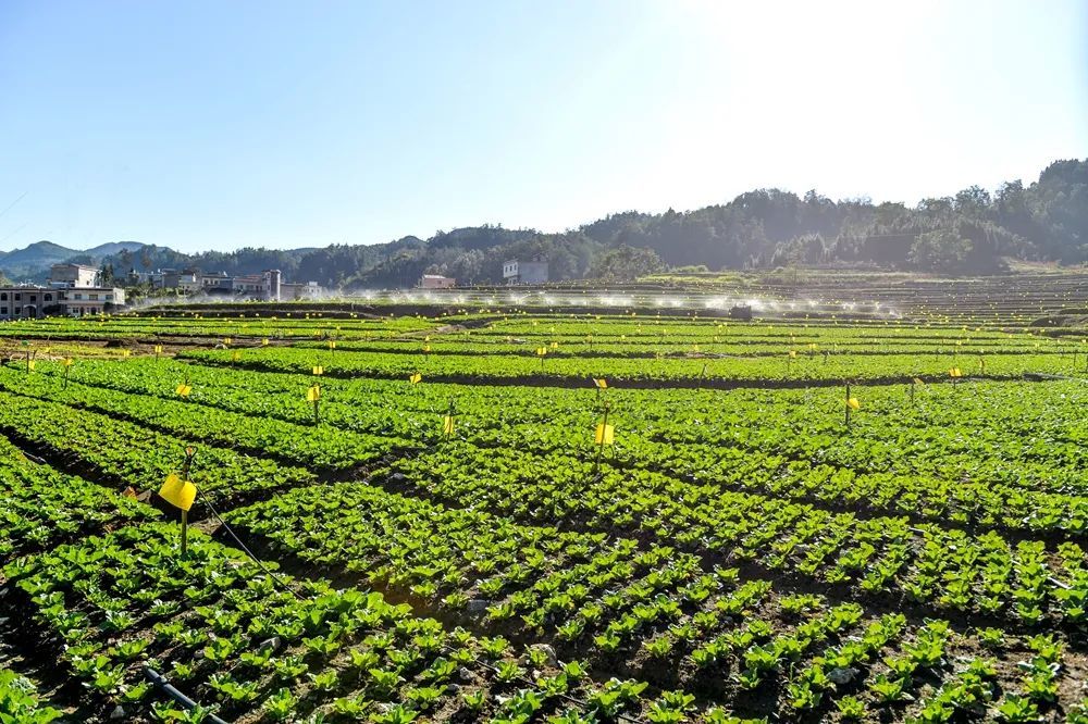蔬菜种植示范基地(蔬菜种植示范基地有哪些)