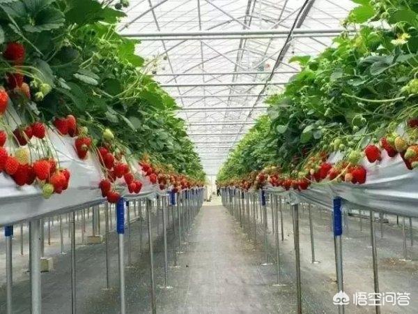 蔬菜水果大棚怎种植(种植蔬菜和水果大棚前景怎么样)
