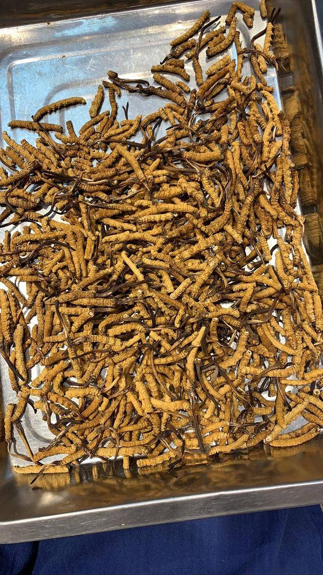 冬虫夏草小断草(冬虫夏草断草猫腻)