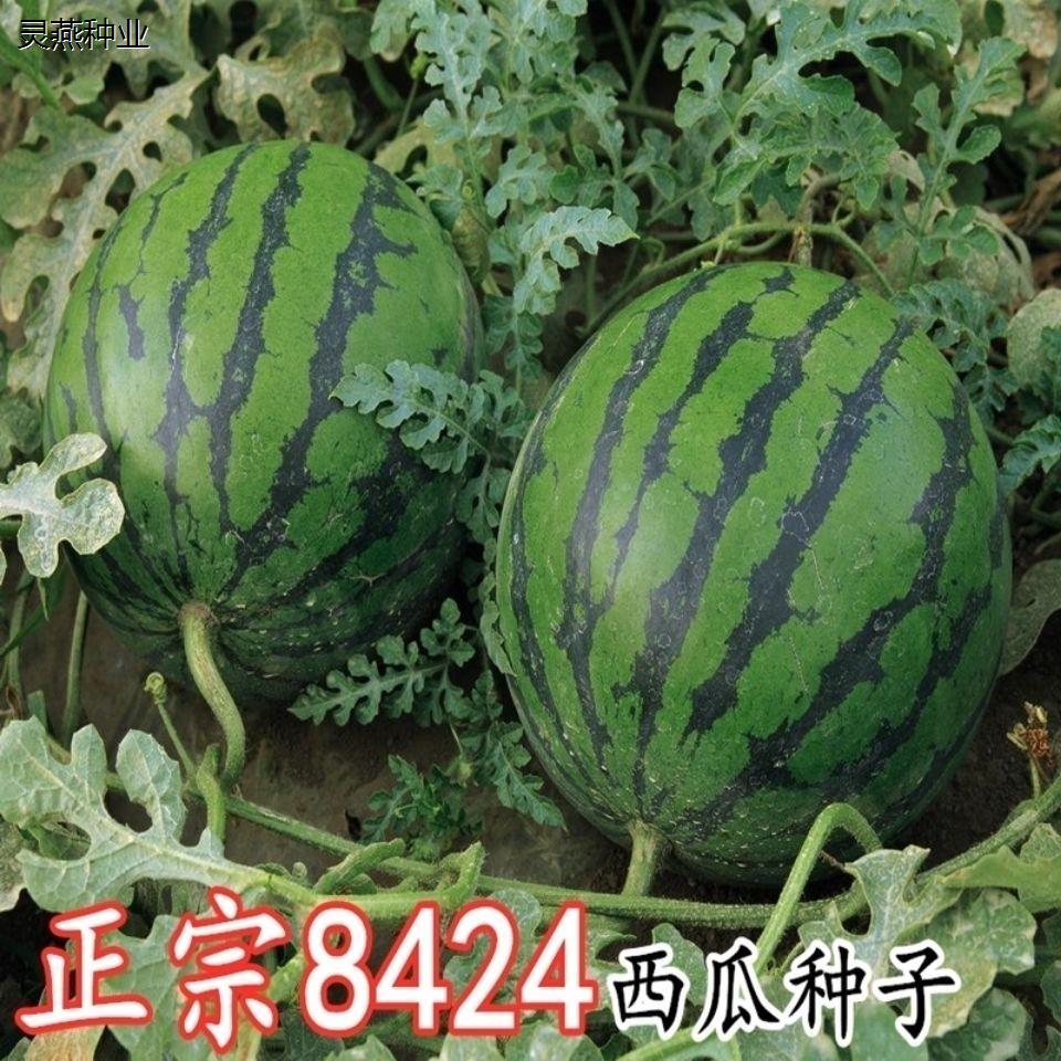 巨型特大西瓜种子介绍(巨型特大西瓜种子介绍图片)