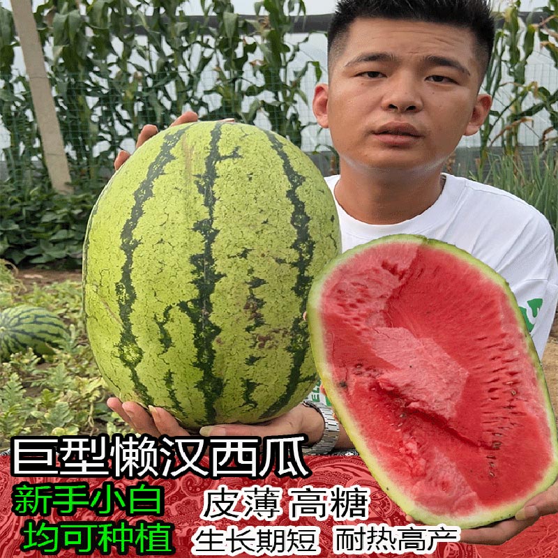 巨型特大西瓜种子介绍(巨型特大西瓜种子介绍图片)