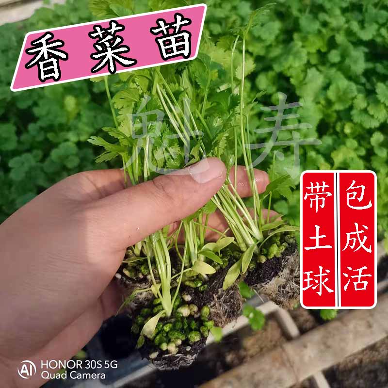 如何种香菜(如何种香菜视频)