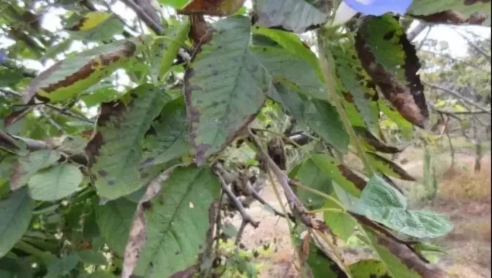 树病虫害防治(树的病虫害防治)