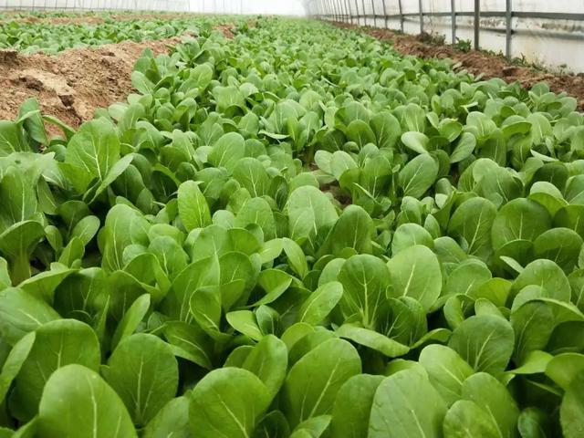 冬天适合种植的蔬菜(冬天适合种植的蔬菜种子)
