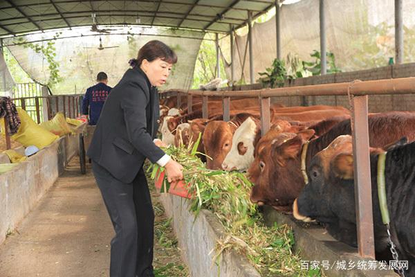 专家养牛(专家说2021年养牛)