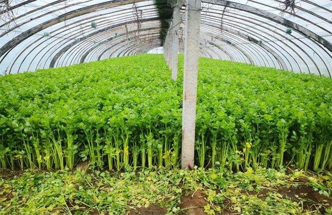 家庭芹菜的种植方法(芹菜怎么种植方法家里)