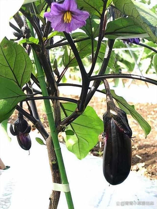 茄子辣椒种植技术(茄子辣椒种植技术和管理)