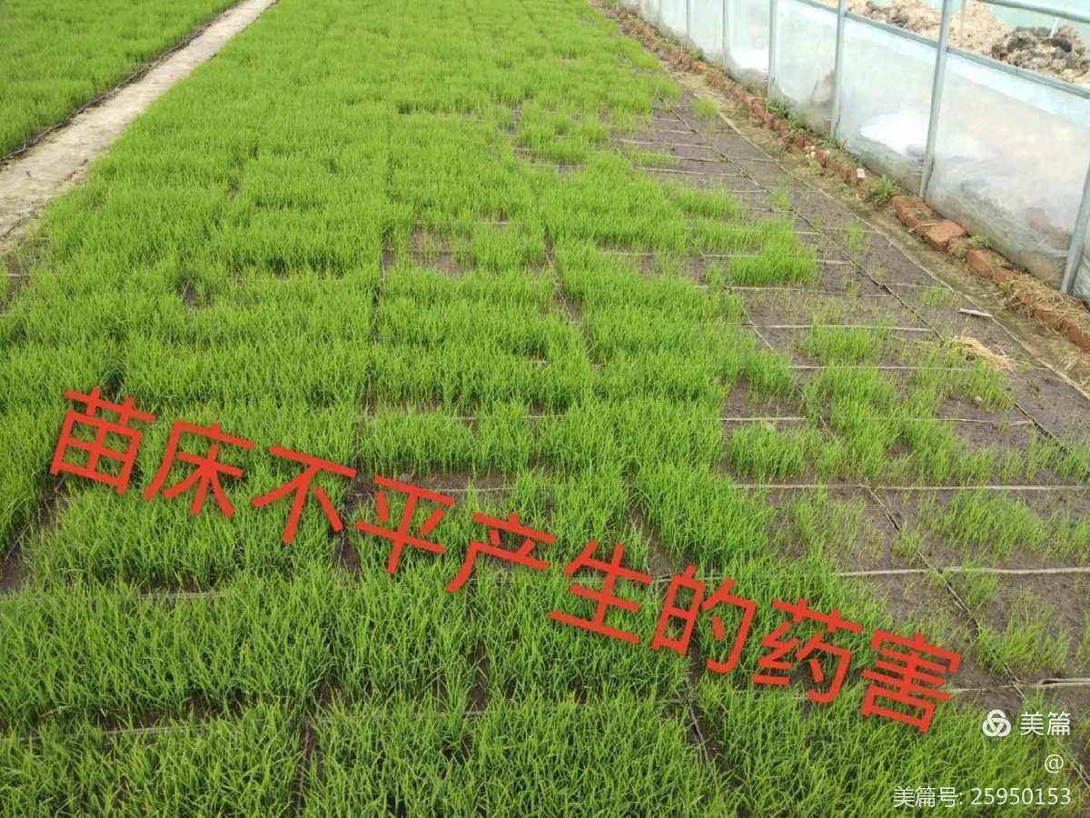 一季稻病虫防治时间(一季稻病虫防治时间萍乡农村)