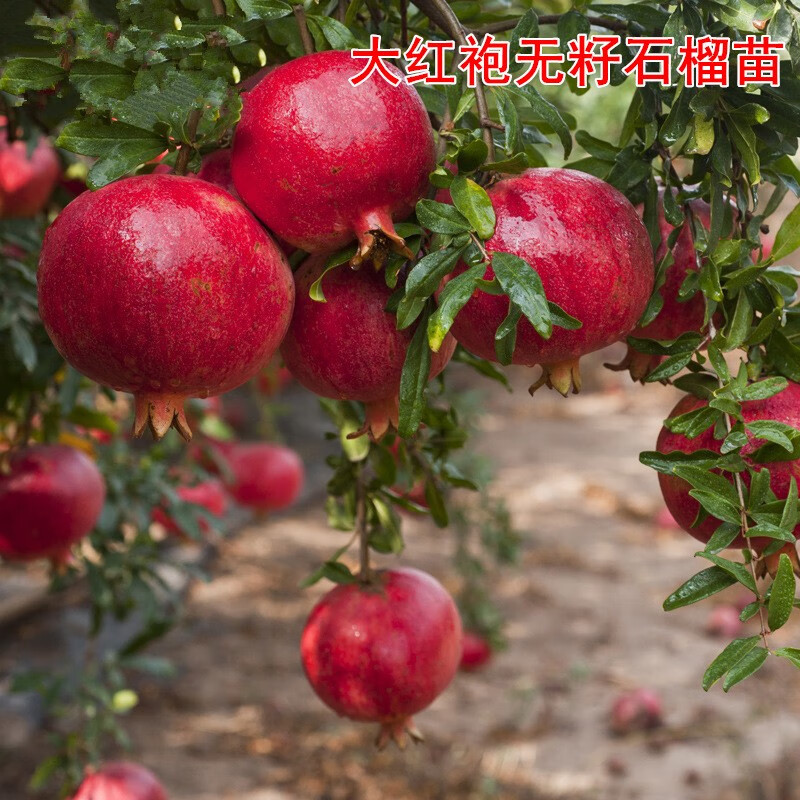 石榴育苗方法(石榴苗的种植技术)