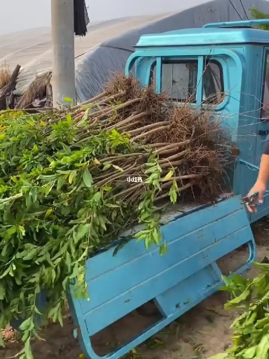 石榴育苗方法(石榴苗的种植技术)