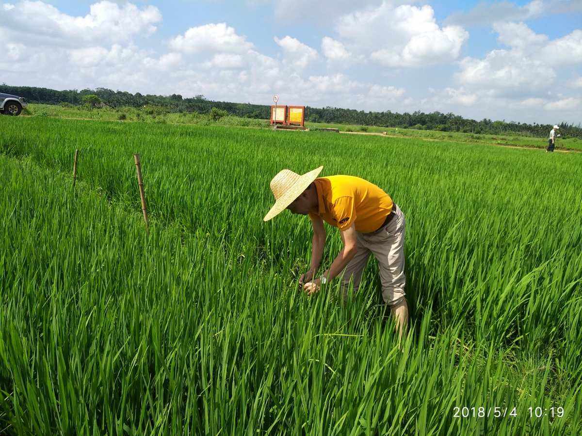 怎样种植稻谷(稻谷怎么种才高产丰收)