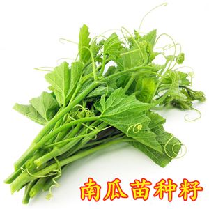 龙须菜是南瓜苗还是丝瓜苗(龙须菜是南瓜苗还是丝瓜苗好)