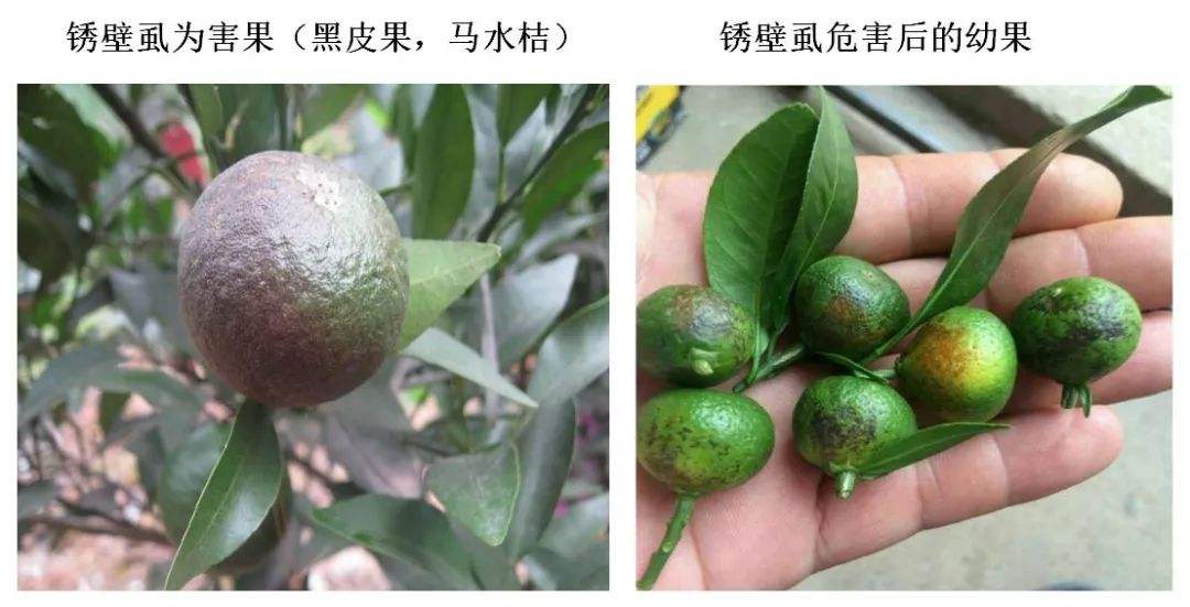 杀虫双成分(杀虫双主要成分)