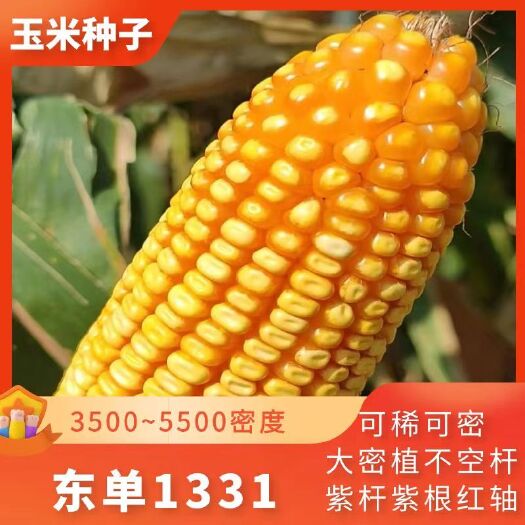 高抗盐碱玉米品种大全(高抗盐碱玉米品种大全介绍)