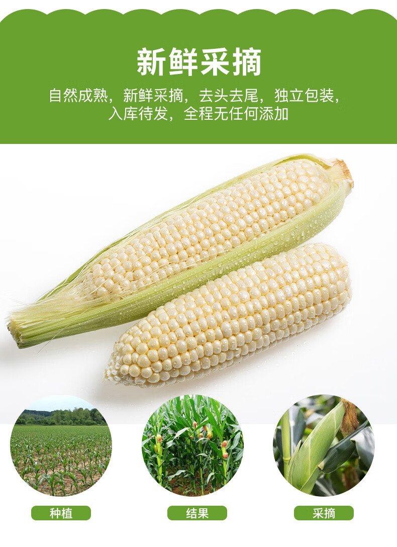 高抗盐碱玉米品种大全(高抗盐碱玉米品种大全介绍)