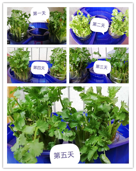 香菜如何催芽播种(香菜如何催芽播种视频)