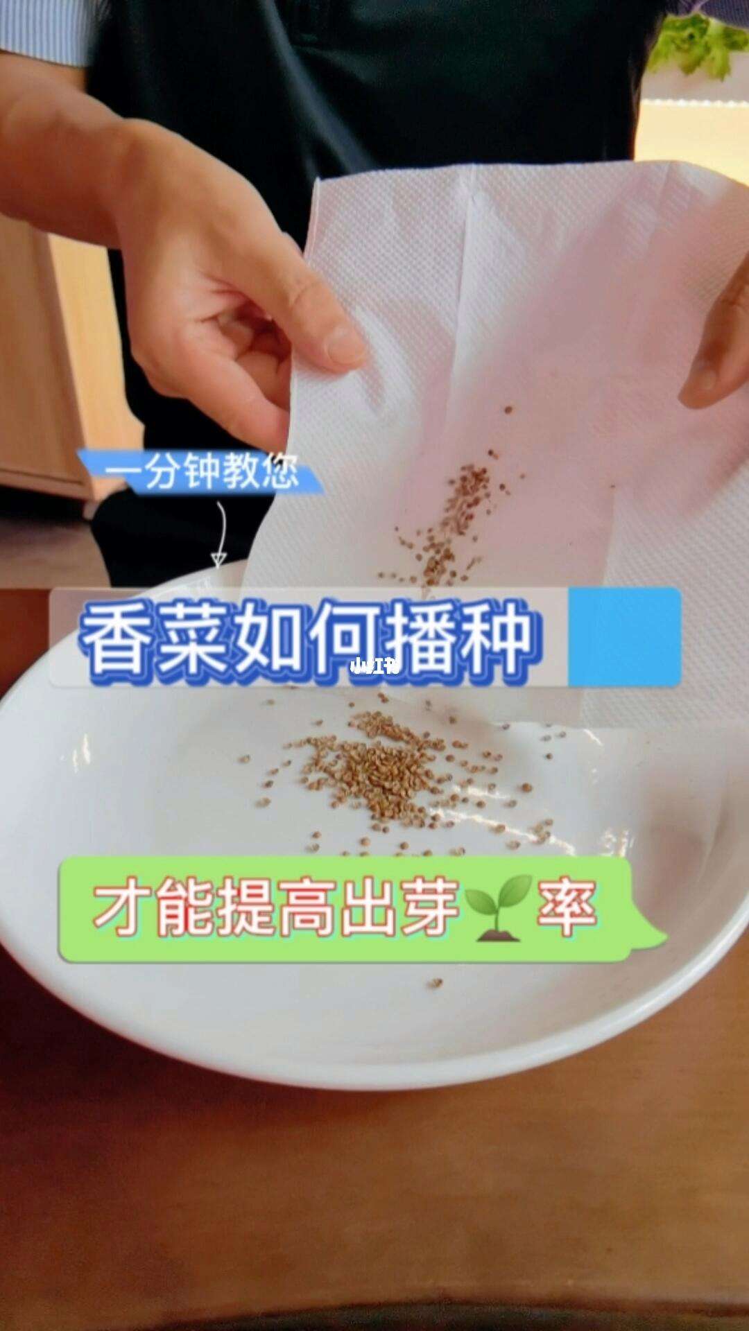 香菜如何催芽播种(香菜如何催芽播种视频)
