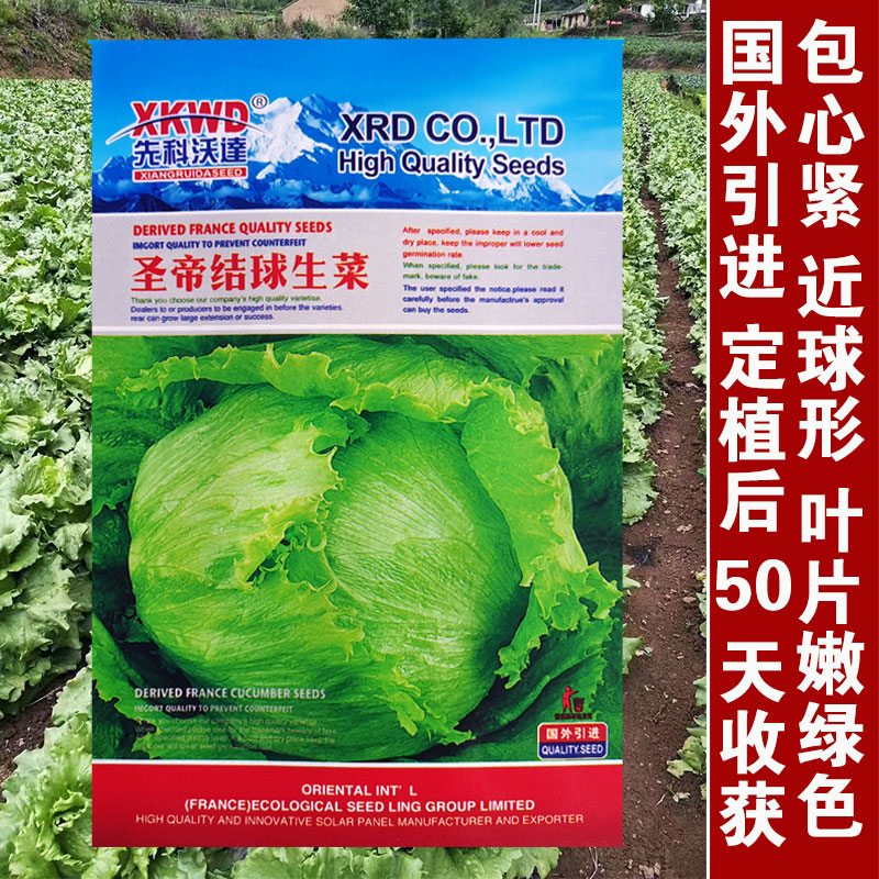 冬天能不能种生菜(冬天种生菜能发芽吗)