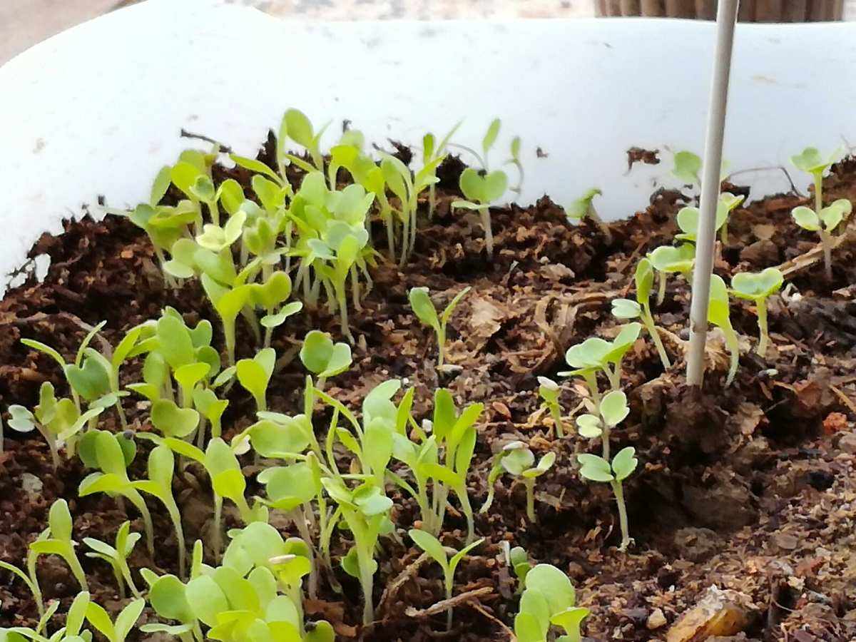 冬天能不能种生菜(冬天种生菜能发芽吗)