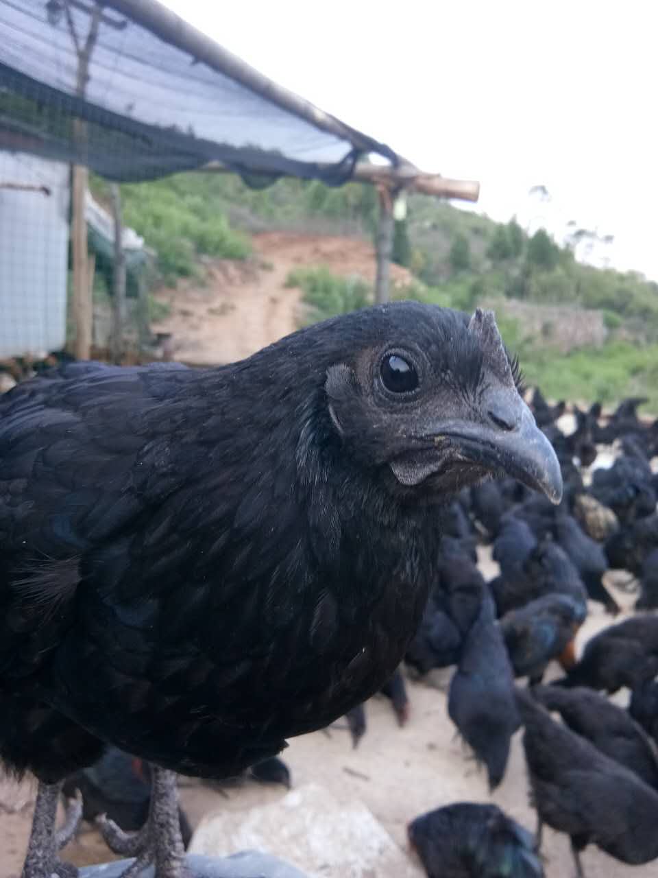 如何养绿壳鸡(如何养绿壳鸡蛋)