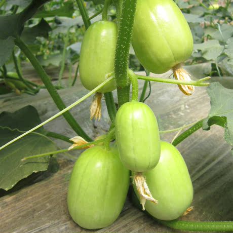 拇指黄瓜种植技术(拇指黄瓜种子哪家好)