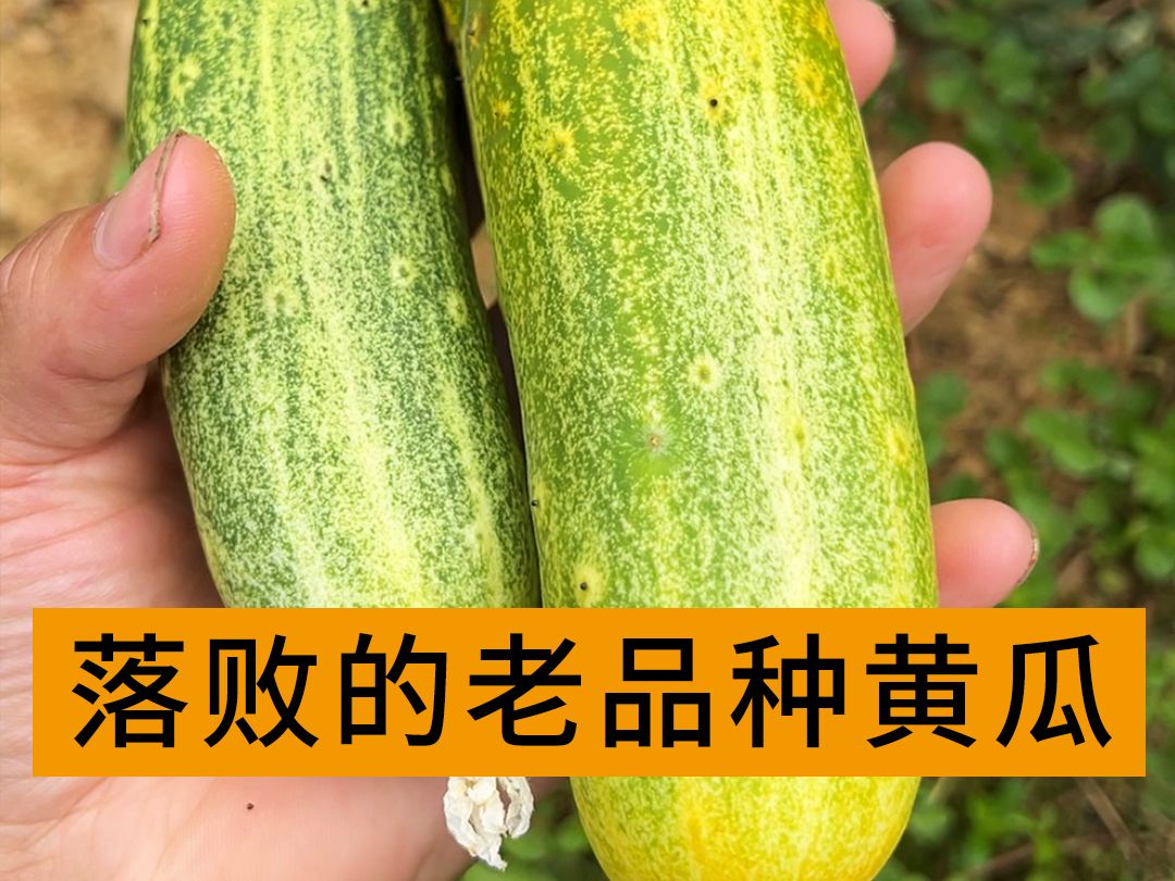 黄瓜高产品种有哪些(黄瓜高产品种有哪些品种)