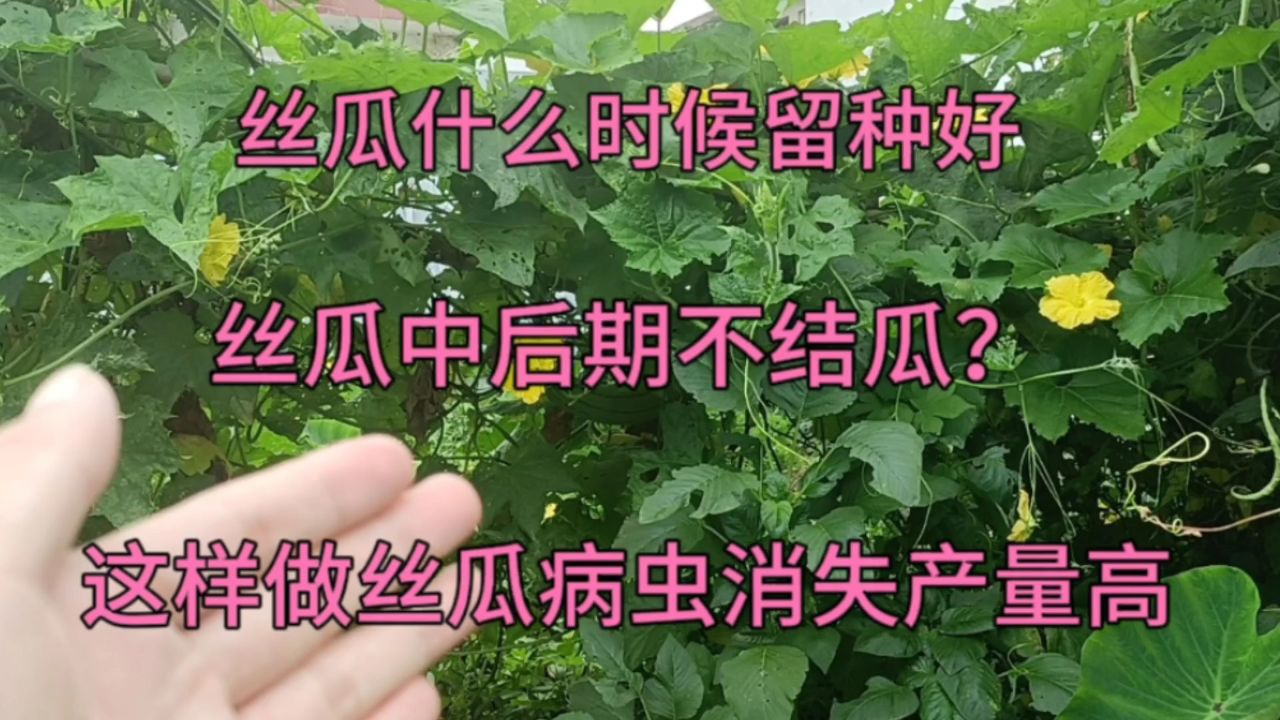 丝瓜怎么留种(丝瓜留种多久才能摘)