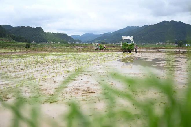 水稻移栽田(水稻移栽田封闭除草剂用什么最安全)